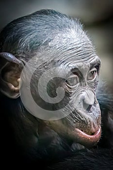 vertical portrait of a baby bonobo monkey