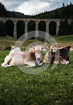 Vertical portrait of beautiful and cute brown and white cows lying on the grass and posing to camera. Young cows on the green