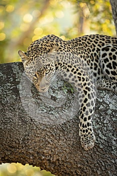 A vertical portrait of a beautiful leopard lying in a tree looking alert in Kruger Park South Africa