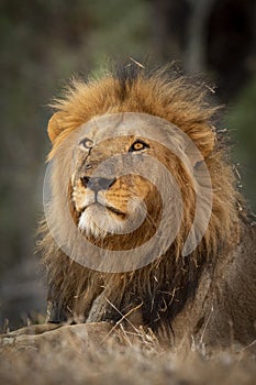 Vertical portrait of a beautiful male lion with large mane in Kruger Park South Africa