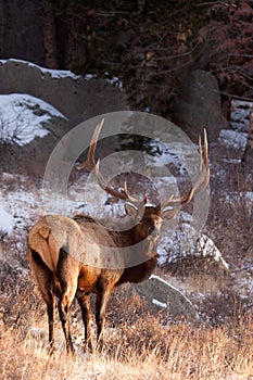 Vertical portrait of big bull elk