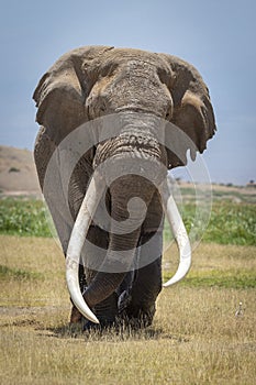 Vertical portrait of big Tim the famous elephant bull with big tusks in Amboseli Kenya