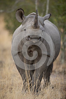 Vertical portrait of black rhino in Kruger Park South Africa