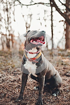 Vertical portrait of Blue American Staffordshire terrier amstaff sitting on the ground in nature. American Stafford dog with