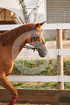 Vertical portrait of brown horse in motion on ranch