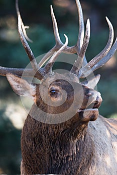 Vertical portrait of bugling elk