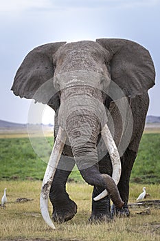 Vertical portrait of the bull elephant called Tim famous for his enormous tusks walking in Amboseli Kenya photo