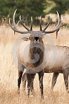 Vertical portrait of bull elk bugling photo