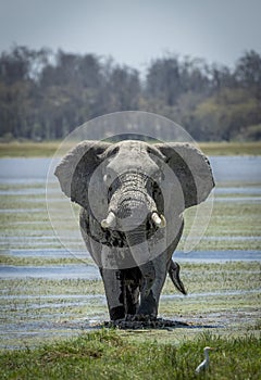 Vertical portrait of a charging bull elephant walking across wet plains in Amboseli in Kenya