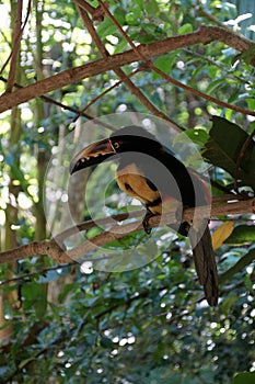 Vertical portrait of Collared Aracari toucanet on the branch
