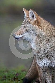 Vertical portrait of coyote with head turned to the side