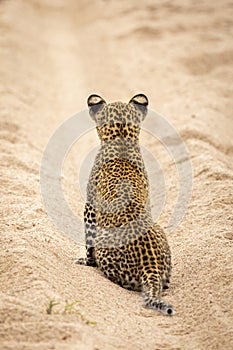 A vertical portrait of cute baby leopard cub spotty back facing away from camera in Kruger Park South Africa