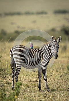 Vertical portrait of a cute baby zebra standing with a lilac breasted roller in Masai Mara in Kenya