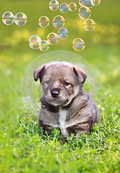 Vertical portrait with cute brown puppy sitting in green bright grass on a summer Sunny meadow with flying soap bubbles