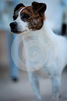Vertical portrait of a cute doggy looking into the distance