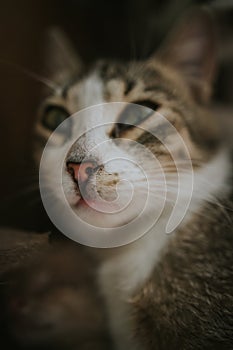 Vertical portrait of a cute little grey kitten