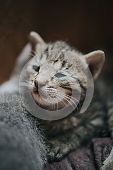 Vertical portrait of a cute little grey kitten