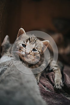 Vertical portrait of a cute little grey kitten