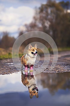 Vertical portrait cute puppy redhead dog Corgi stands on the road in rubber boots in a puddle and is reflected in it in the autumn