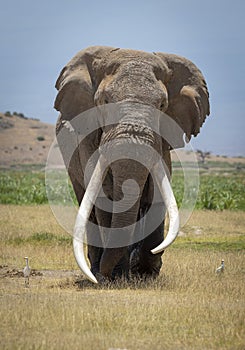 A vertical portrait of an elephant bull with massive tusks in Amboseli in