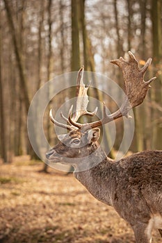 Vertical Portrait of European Fallow Deer in Czech Republic