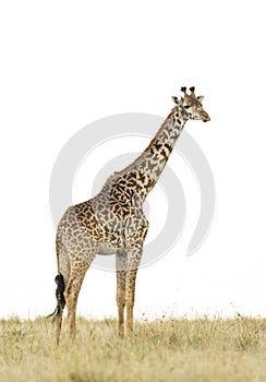 Vertical portrait of a female giraffe standing in dry grass isolated on white in Masai Mara in Kenya