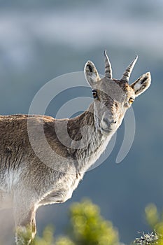 Vertical portrait of female iberian ibex with egal background photo