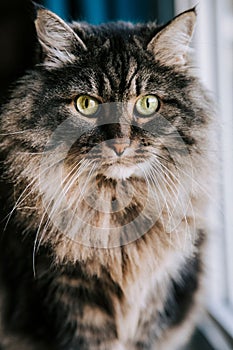 Vertical portrait of a furry Siberian cat with green eyes looking at the camera