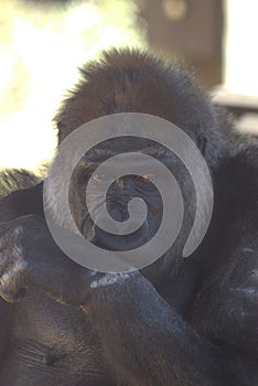 Vertical portrait of a gorilla (Gorilla beringei) in a zoo