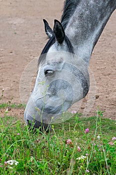 Vertical portrait of horse, breeding and farming. Dappled horse freely eating green summer grass