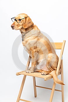 Vertical portrait of labrador retriever wearing transparent glasses and sitting on a wooden chair over white background