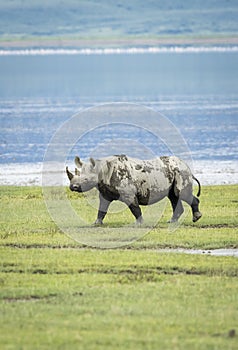 Vertical portrait of a large black rhino walking in the Ngorongoro Crater in Tanzania