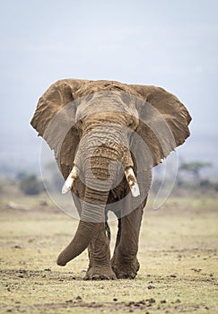 Vertical portrait of a large elephant bull walking towards camera in Amboseli National Park in Kenya