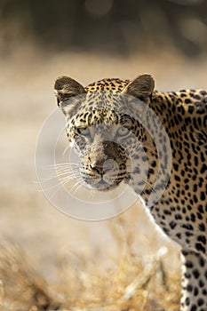 Vertical portrait of leopard`s face in Khwai Okavango Delta Botswana