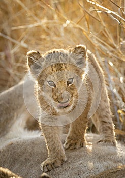 Vertical portrait of a lion cub standing on its mother in Kruger Park in South Africa