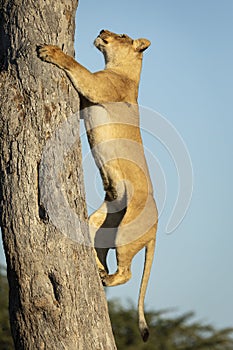 Vertical portrait of a lioness climbing a tree in Savuti in Botswana