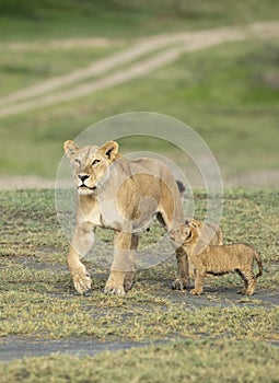 Vertical portrait of a lioness and her two cubs in Ndutu in Tanzania
