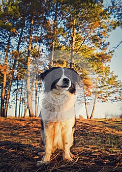 Vertical portrait of a lovely border collie dog in the nature, posing serious expression over the pine forest background.