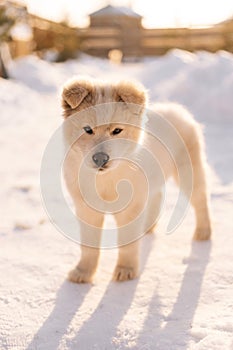 Vertical portrait of lovely little puppy walking alone in snow yard, having winter fun outside. White dog pet enjoying
