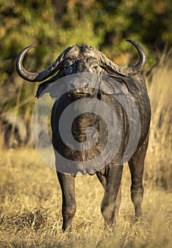 Vertical portrait of a male buffalo looking straight at the camera in Moremi Reserve in Botswana