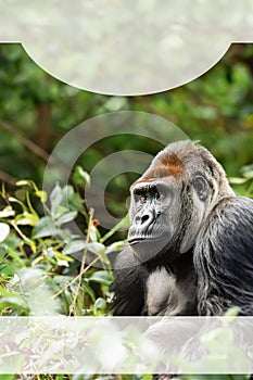 Vertical portrait of a male gorilla, close-up. Background with copy space