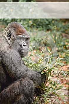 Vertical portrait of a male gorilla, close-up. Background with copy space. Alpha male. Copy space