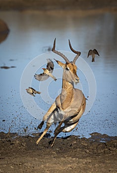 Vertical portrait of a male impala leaping out of muddy edge of water in Kruger Park in South Africa