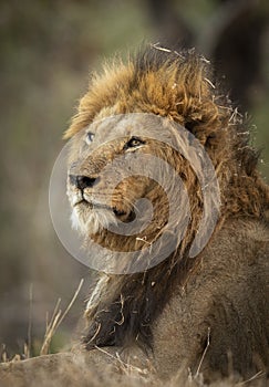 Vertical portrait of a male lion looking alert in Kruger Park in South Africa