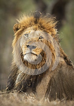 Vertical portrait of a male lion`s head in Kruger Park in South Africa