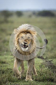 Vertical portrait of a male lion surrounded by flies in green plains of Ndutu in Tanzania