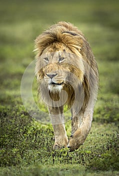 Vertical portrait of a male lion walking in Ngorongoro Crater in Tanzania