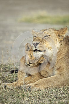 Vertical portrait of a mother and baby lion showing love and affection in Ndutu in Tanzania