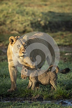 Vertical portrait of a mother lioness and her lion cub in Ndutu Tanzania