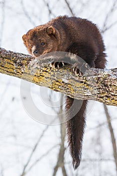 Vertical portrait of North American Fisher